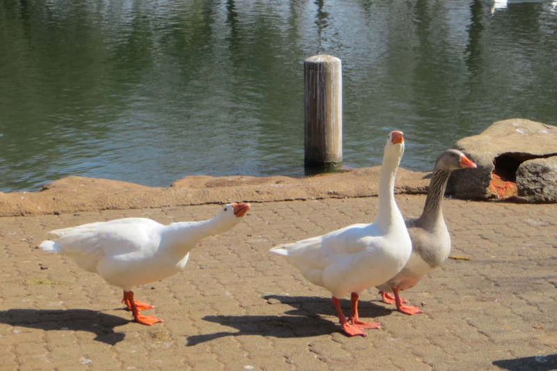 Homage to Zoo Lake, Johannesburg The Heritage Portal